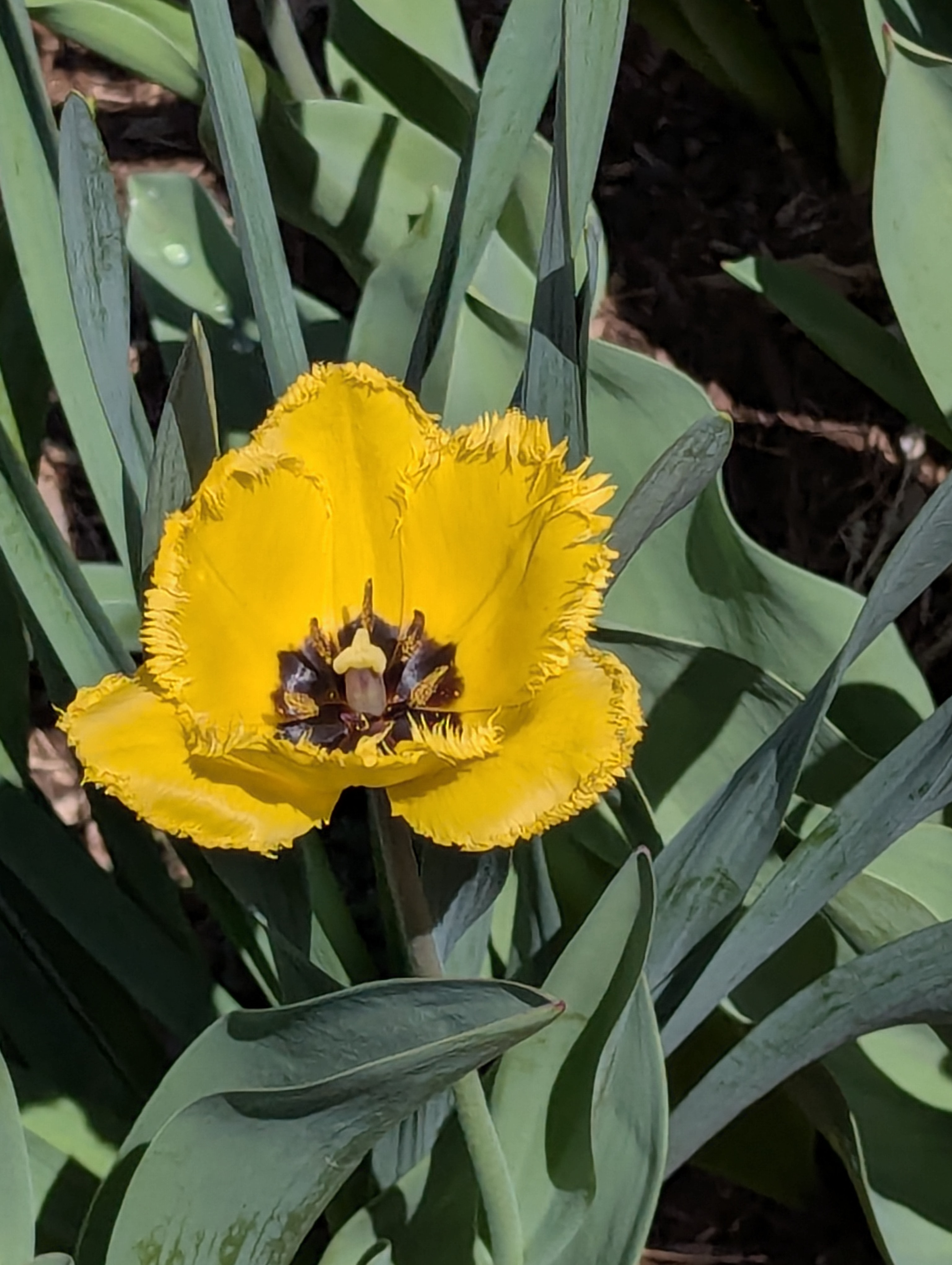 Garden, Flowers, Morrison, Colorado
